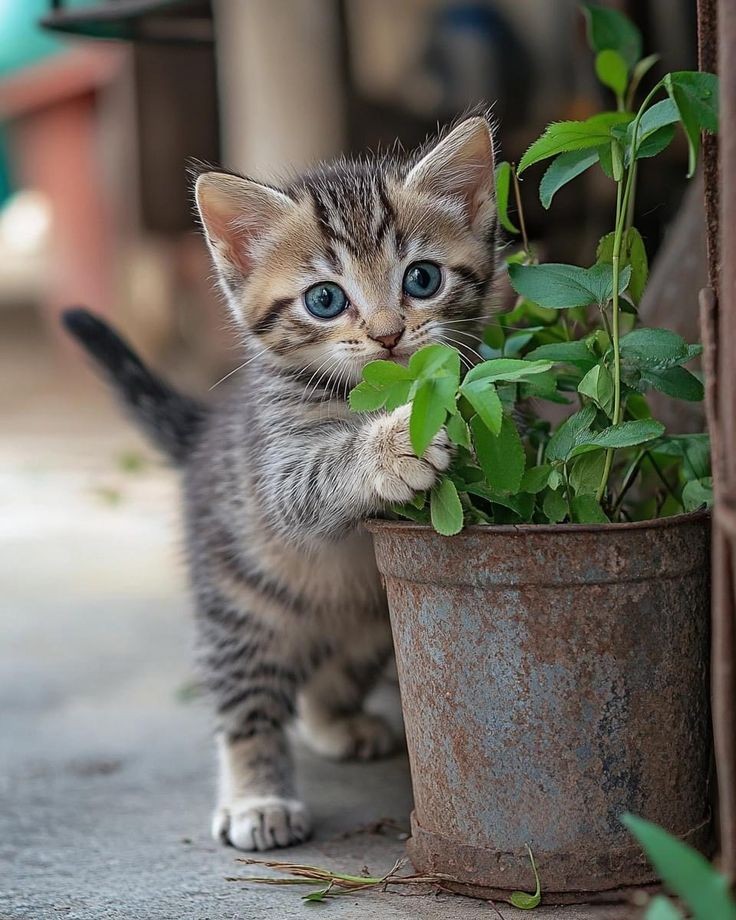 Hello friends 💕😻
#cute #CatsLovers #cats