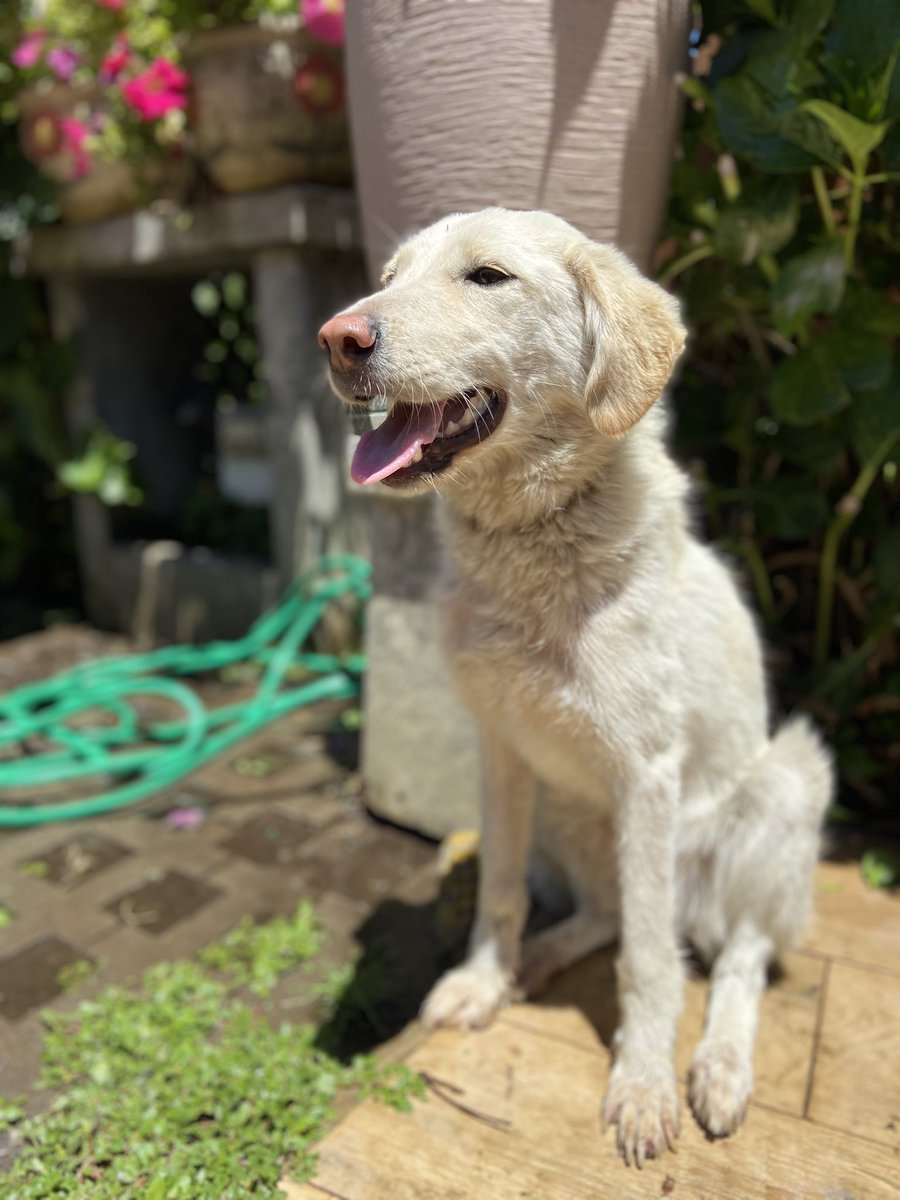 Apareció la perrita blanca. Mañana se esterilizará y en un par de días si no hay adoptante volverá a la calle 😔 #AdoptaPorFavor