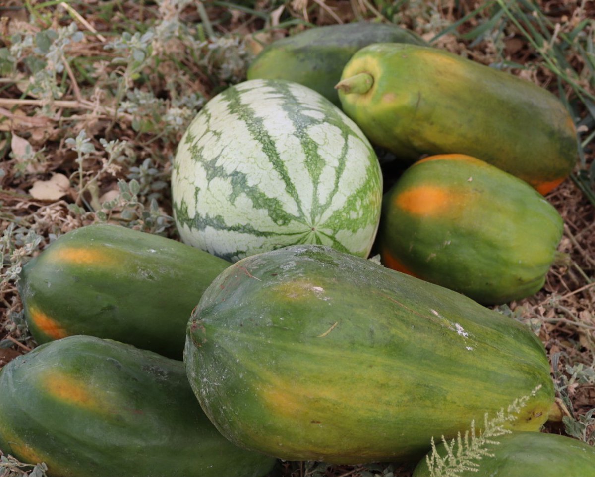 Hared Hassan Adan, Lt Col (Rtd), SS, MBS tweet media