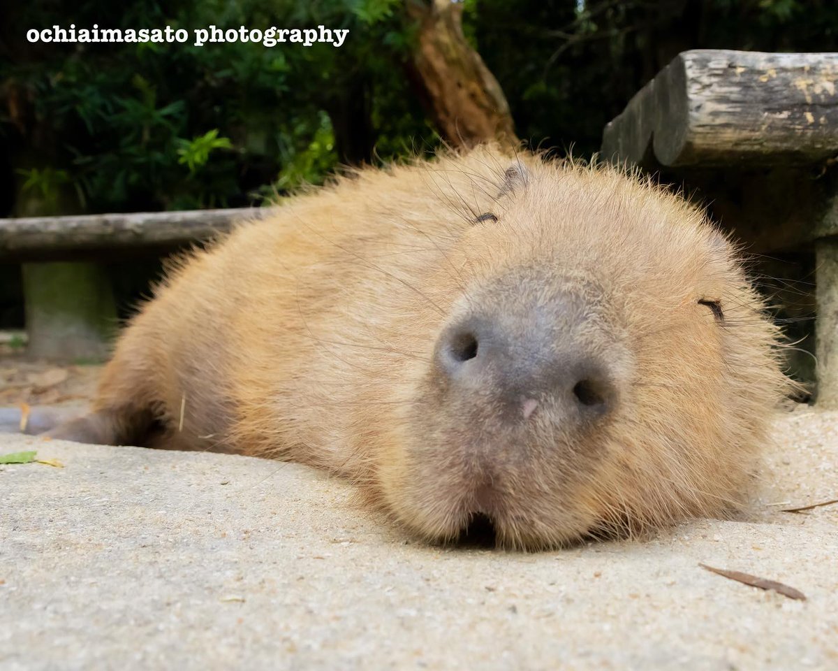 happ2capybara's tweet photo. 잠은 질문을 하지 않아
잠은 날 판단하지 않아
잠은 따뜻하고 부드러워
잠은 모든 걸 잊게 해줘
잠은 좋아 https://t.co/mPCHD47SOM