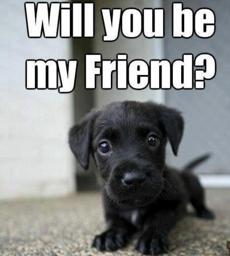 Dog Lovers tweet media