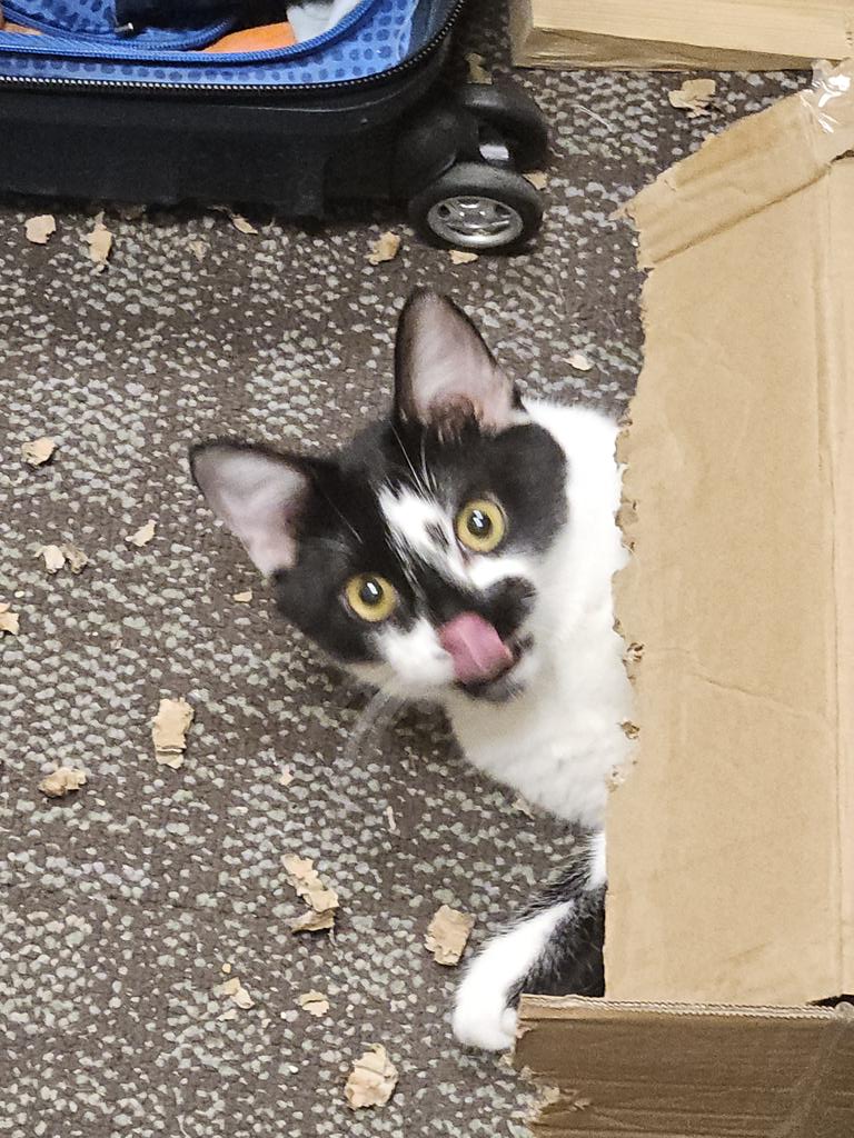 sadcatjay's tweet photo. @huyandere YAY HAPPY BIRTHDAY LIZ!!! 

have a picture of my cat being a goofy goober https://t.co/yt8szJgnfA