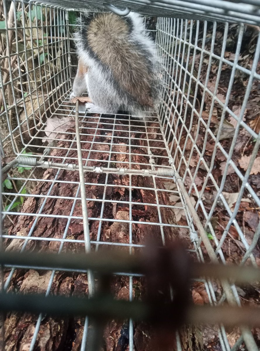 Dr Craig Shuttleworth (@welshsquirrels) on Twitter photo Monitoring pine martens today and caught a grey squirrel on Anglesey. All part of the <a href="/HeritageFundCYM/">Cronfa Treftadaeth y Loteri Genedlaethol</a> funded Magical Mammals project which is protecting and boosting red squirrel populations in Wales. Monitoring pine martens today and caught a grey squirrel on Anglesey. All part of the <a href="/HeritageFundCYM/">Cronfa Treftadaeth y Loteri Genedlaethol</a> funded Magical Mammals project which is protecting and boosting red squirrel populations in Wales.
