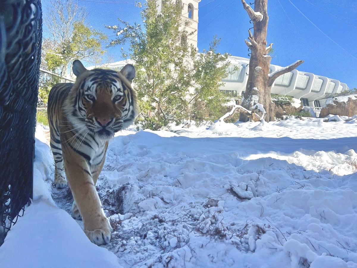 MikeTheTiger's tweet photo. Another Sneaux Day, Tigers! Stay safe and warm! https://t.co/h7i5eIoFSL