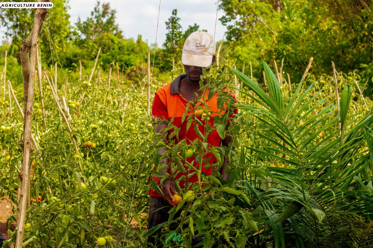 Investir pour avoir l'avis d'expert est important pour réussir votre projet agricole.

Ne négligez pas les conseils professionnels pour maximiser vos rendements.

#Michité
#agriculture
#agricultureaubenin