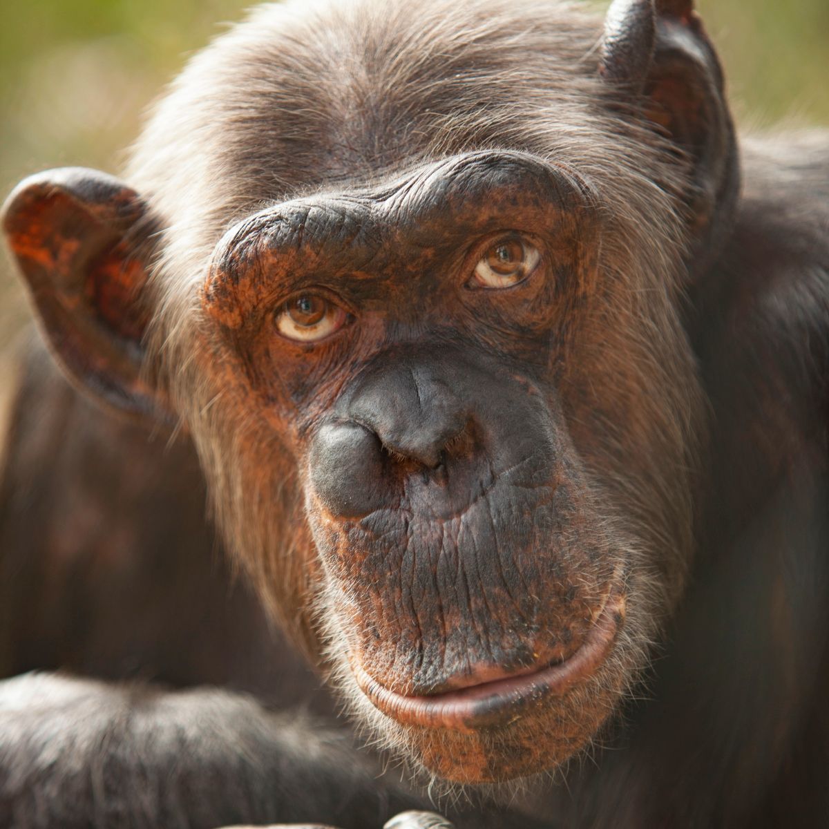La chimpancé Peggy... ¡ha cambiado muchísimo desde que llegó! 😮
Fue rescatada junto a su hermana Babsie, de un circo alemán en 2002, y aquí vemos a una joven Peggy de 9 años y tez clara. Ahora, además de ser ya una adulta, su tez se ha oscurecido muchísimo... 🥰👀