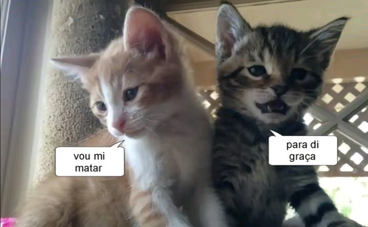 torta de frango (@tortadefrango67) on Twitter photo 