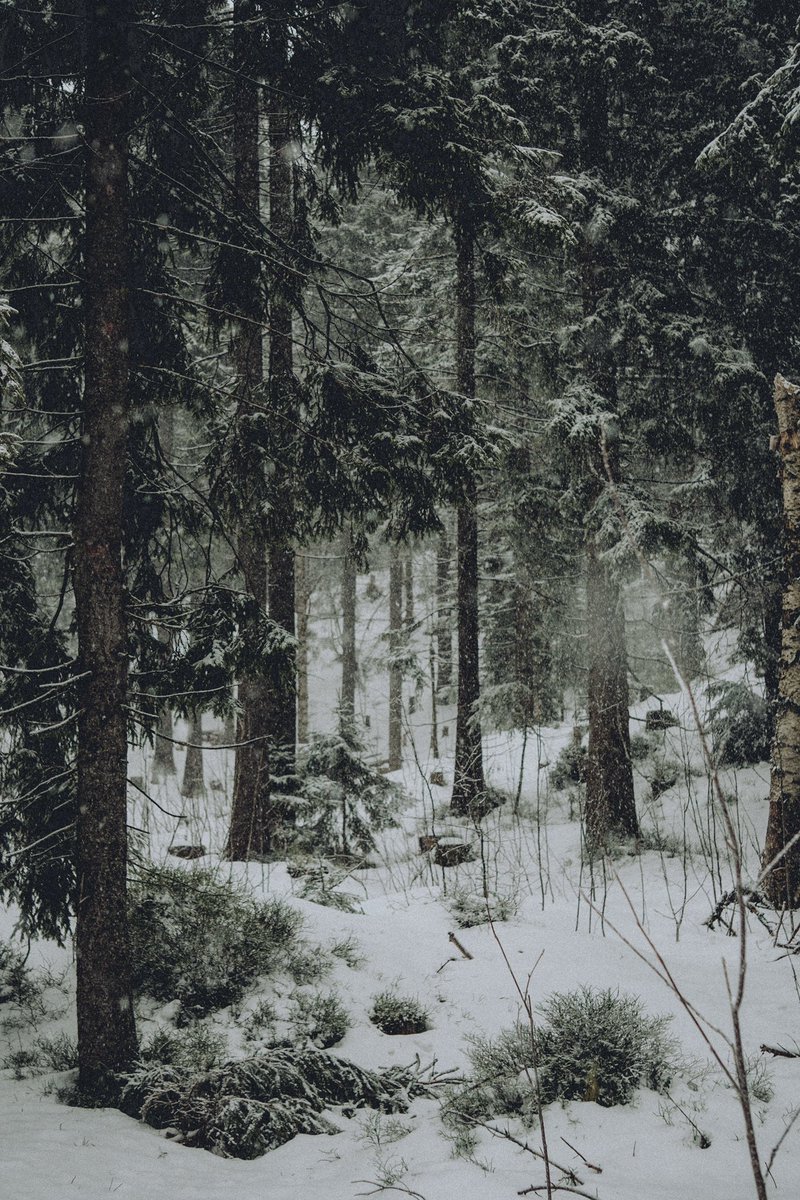 akemymory's tweet photo. Voksenkollen, January 25 https://t.co/4ey0oTWJfd