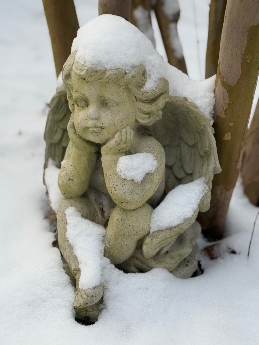 N_a_n_c_yBrown's tweet image. #gotsnow❄️2025
#InTheGarden