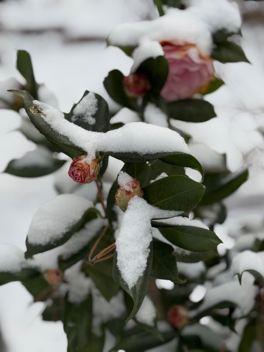 N_a_n_c_yBrown's tweet image. #gotsnow❄️2025
#InTheGarden