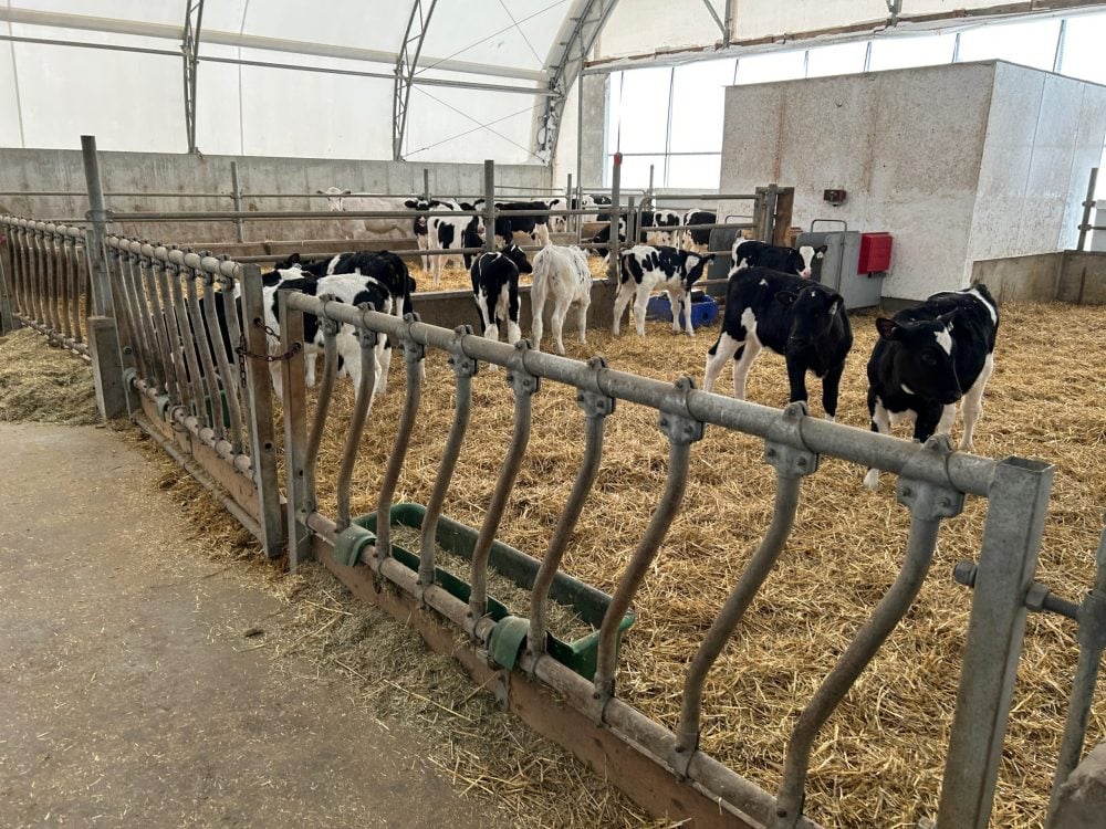 Les tétines de vos louves gèlent par grand froid? Voici la solution de la Ferme Rufer. Photoreportage.
lebulletin.com/elevage/veaux-…