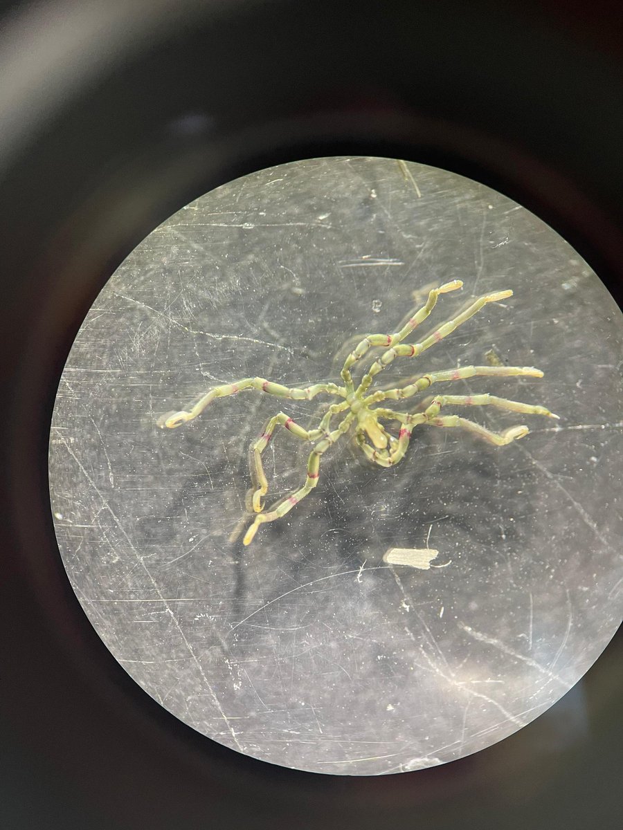 Sorpresa en las muestras de sedimento!!  #picnogónidos (#arañasdemar)!! Presentes en desde aguas someras a fondos abisales, en las costas de la Península Ibérica existen más de 60 especies.
#biodiversidad #comunidadvalenciana #marinescience