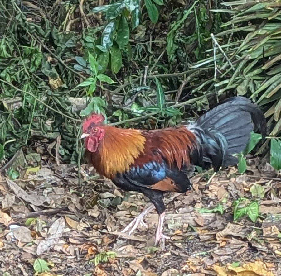 davidczech's tweet photo. MANY of these pretty roosters and their hens roaming around on St Croix, USVI.
Black breasted red phoenix?
#chooks #chickens https://t.co/OOveguqlCx
