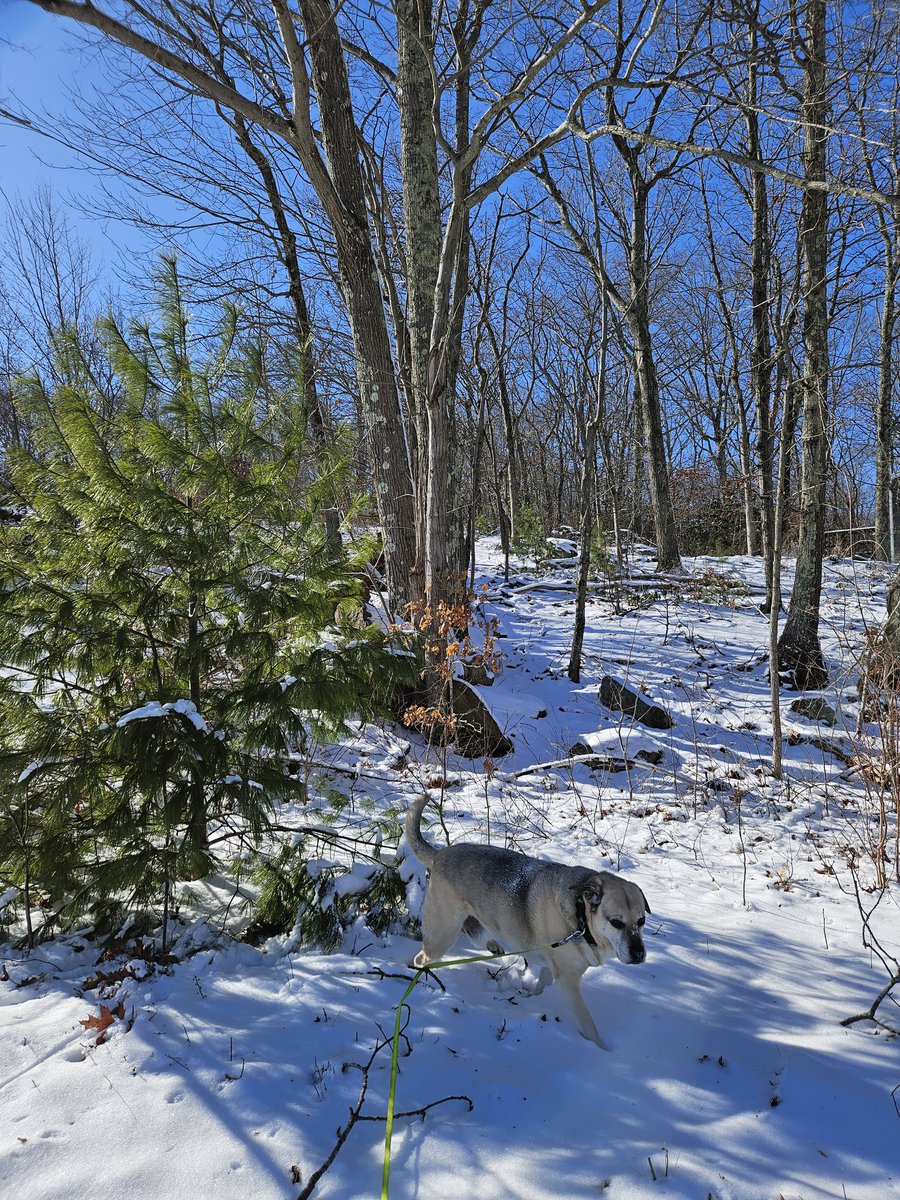 Hi. I'm Becky. 🐾 tweet media