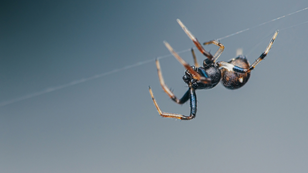 masters_pest's tweet image. Scared of spiders? Start your New Year with peace of mind. Masters Pest Control has 40+ years of experience eliminating spiders &amp;amp; preventing future infestations. #SpiderControl #MastersPestControl #PestPrevention  masterspestcontrol.com/spiders/