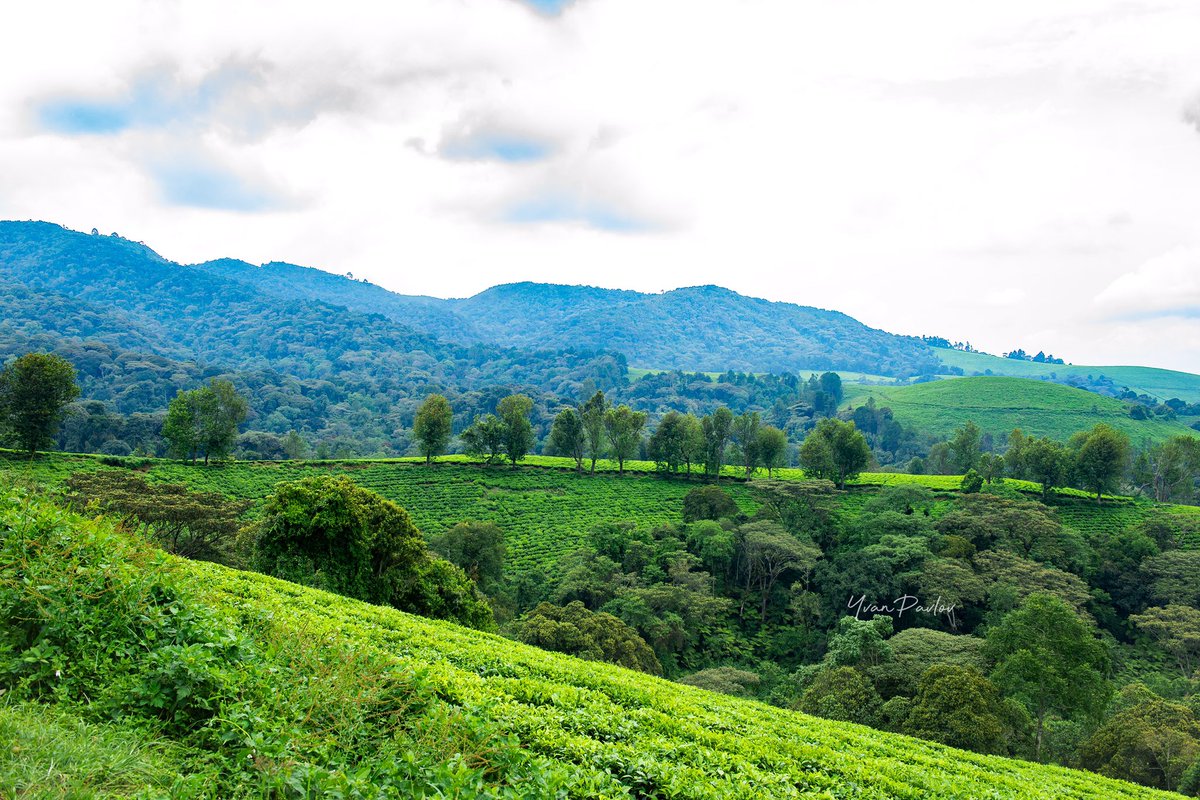 Visit Burundi (@visit_burundi) on Twitter photo ✨#Burundi, the jewel of nature at the heart of Africa.
📍:Kibira National Park
📸: <a href="/YvanPavlov_/">Yvan Pavlov</a>
#visitburundi🇧🇮
#HeartOfAfrica
#NaturalJewel
#ExploreBurundi
#AfricanTreasure
#Kazeexpo2025
#temberauburundi ✨#Burundi, the jewel of nature at the heart of Africa.
📍:Kibira National Park
📸: <a href="/YvanPavlov_/">Yvan Pavlov</a>
#visitburundi🇧🇮
#HeartOfAfrica
#NaturalJewel
#ExploreBurundi
#AfricanTreasure
#Kazeexpo2025
#temberauburundi