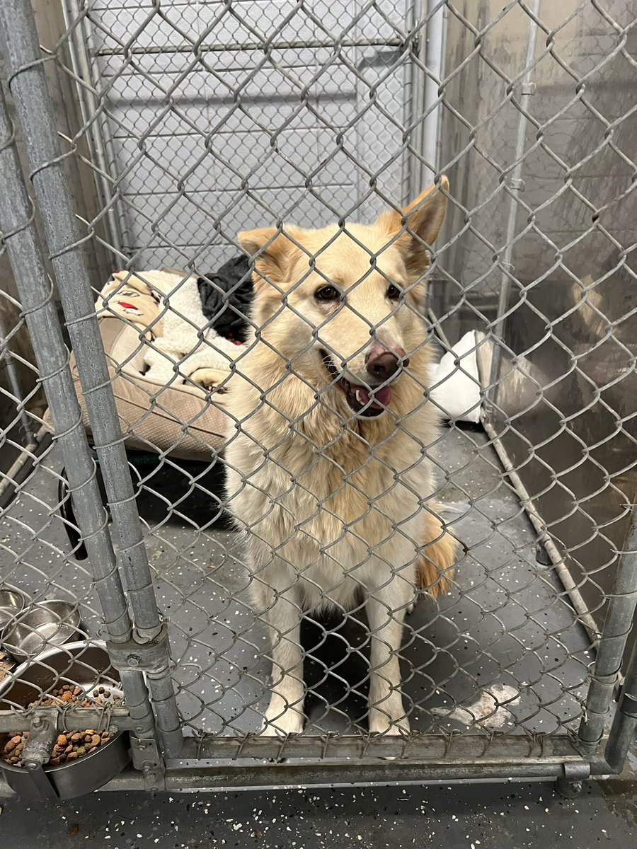 LPDAnimalUnit's tweet photo. Do you know this dog 🐾 A Good Samaritan brought him in from area of 98 Belknap St. please if you have any information please contact Animal Control 978-479-5856 or dispatch 978-794-5900 ext. 500 https://t.co/SHKGNk62vc
