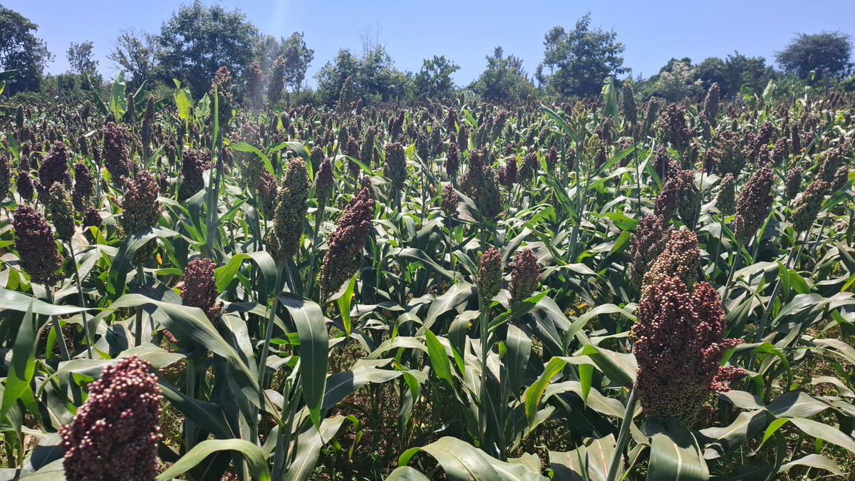 Muranga County Government gave out sorghum seeds to farmers . Now in partnership with EABL , it is  purchasing sorghum Ksh 48 per Kg.

This has uplifted farmers earnings.
