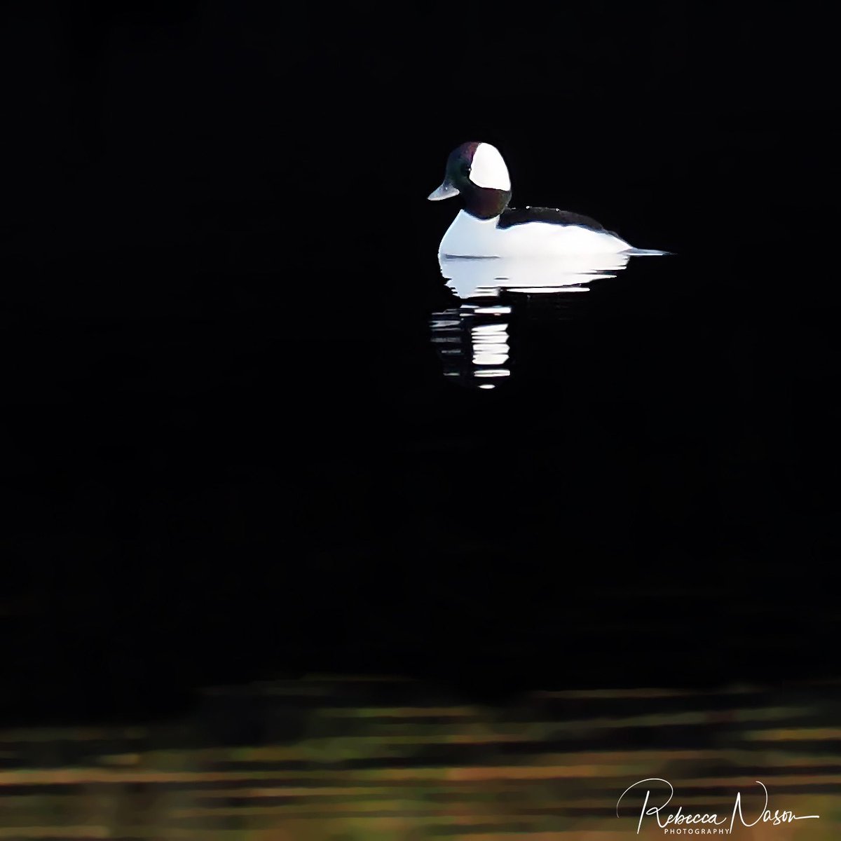 Rebecca Nason (@puffinpassion) on Twitter photo Finally made it to the beautiful island of Foula for the even more beautiful Bufflehead! Still waters made for wonderful reflections. A very happy day. <a href="/OMSYSTEMcameras/">OM SYSTEM Cameras</a> #shetland #rarebird #rareduck #bufflehead #islandtwitching #rarity #americanvagrant Finally made it to the beautiful island of Foula for the even more beautiful Bufflehead! Still waters made for wonderful reflections. A very happy day. <a href="/OMSYSTEMcameras/">OM SYSTEM Cameras</a> #shetland #rarebird #rareduck #bufflehead #islandtwitching #rarity #americanvagrant