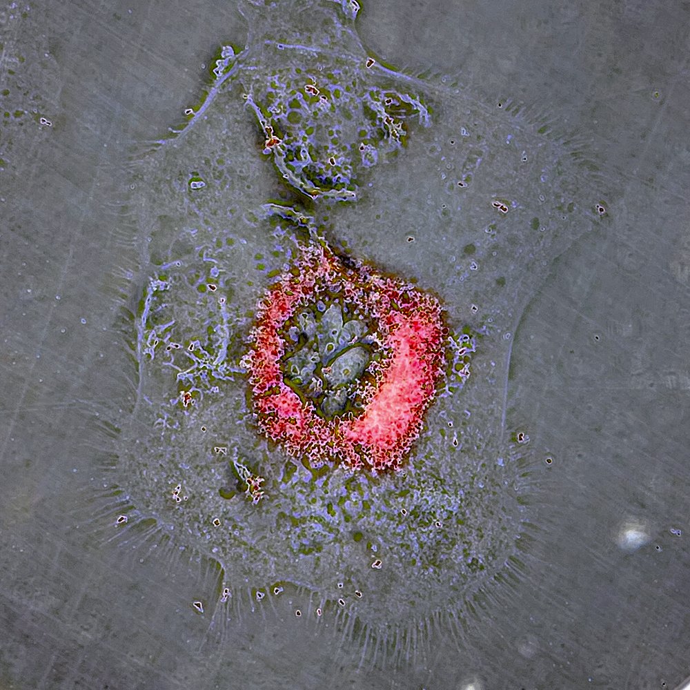 Humpday 🐫 #sciart Beautiful primary 🐭 bone marrow 🦴 cell. Imaged today using a phone camera 🤩🤓 What cell type do we think this is? Red 🔴 = lipids #orthotwitter #WomenInSTEM #devbio #science #stemcells #academia #lablife