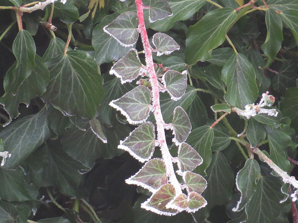 beingmyself_25's tweet photo. Frostzauber
#Efeu #Nebel #Frost #Natur #LahnDillKreis #LDK #21Januar2025 https://t.co/L79BgUySiy