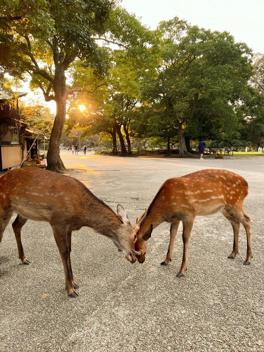 cwmdj's tweet photo. 奈良公園でかわいい鹿をこの目で見てみたいです。🦌 https://t.co/HhmHUj8Kd6