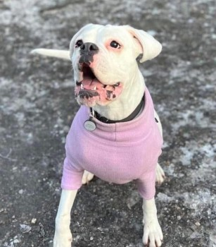 millypod1's tweet photo. π21 JAN 2025 #Lost STELLA #ScanMe #Tagged
YOUNG White Boxer Female
#Backbarrow #Ulverston #Cumbria #LA12
π₯ IF SIGHTED PLEASE DO NOT SHOUT, CHASE OR TRY TO GRAB π₯ She is missing approx 16 miles from homeπ’
https://t.co/F9A6GyuLjX https://t.co/n4LkKU05k9