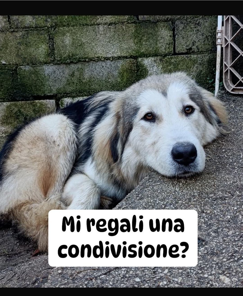 FiorellaArcodi1's tweet photo. ROMA,RINUNCIA DI PROPRIETA’

Oslo e’ un cucciolone di neanche un anno,taglia media.
E’ stato regalato ad una persona anziana che in pochi mesi lo ha messo alla porta.

Al momento si trova in stallo momentaneo da una volontaria ma deve andare a casa,il suo stallo non è eterno.

Oslo va d accordo con cani e gatti 
E’ castrato,sano e vaccinato.
Si affida in Lazio e in tutto il Centro Nord dopo colloquio conoscitivo con un volontario.

Per info e adozione mandate un messaggio di presentazione a Monica al 338/6414837