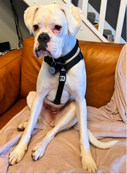 millypod1's tweet photo. π21 JAN 2025 #Lost STELLA #ScanMe #Tagged
YOUNG White Boxer Female
#Backbarrow #Ulverston #Cumbria #LA12
π₯ IF SIGHTED PLEASE DO NOT SHOUT, CHASE OR TRY TO GRAB π₯ She is missing approx 16 miles from homeπ’
https://t.co/F9A6GyuLjX https://t.co/n4LkKU05k9