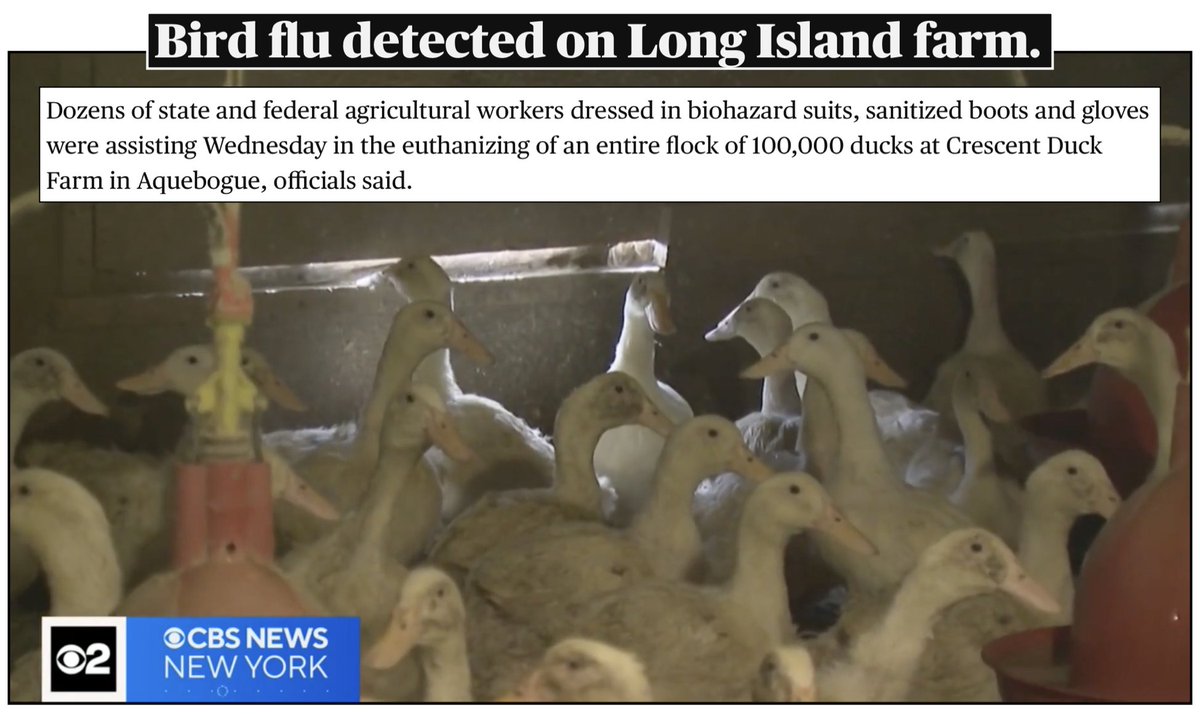 theirturn's tweet image. Today, the NY state and federal government gassed to death 100,000 ducks in Long Island due to an #AvianFlu outbreak. Instead of focusing on the pain and suffering of the ducks, the media reported on lost revenues and the egg supply.  

How many more #pandemic and #publichealth