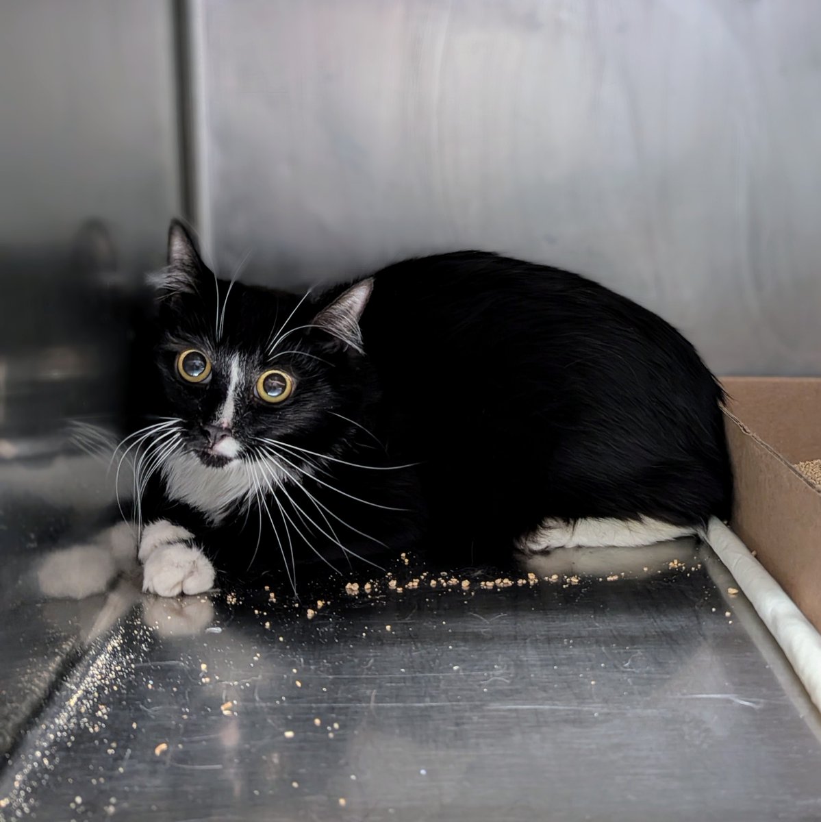 NYCDEATHROWCATS's tweet photo. Owner came to the MACC to surrender Sweet Pea and Sylvester due to her being evicted and moving in with her father who already has 3 cats.
https://t.co/4REbrpyHFX https://t.co/17l8tDHJVa