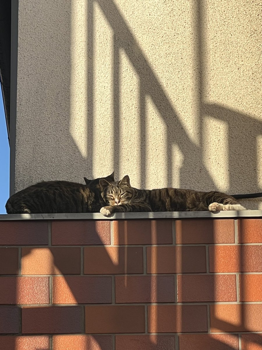 nishiogi_map's tweet photo. 春みたいなあったかさだった昨日、満喫してたなー https://t.co/aBOQTaVqAp