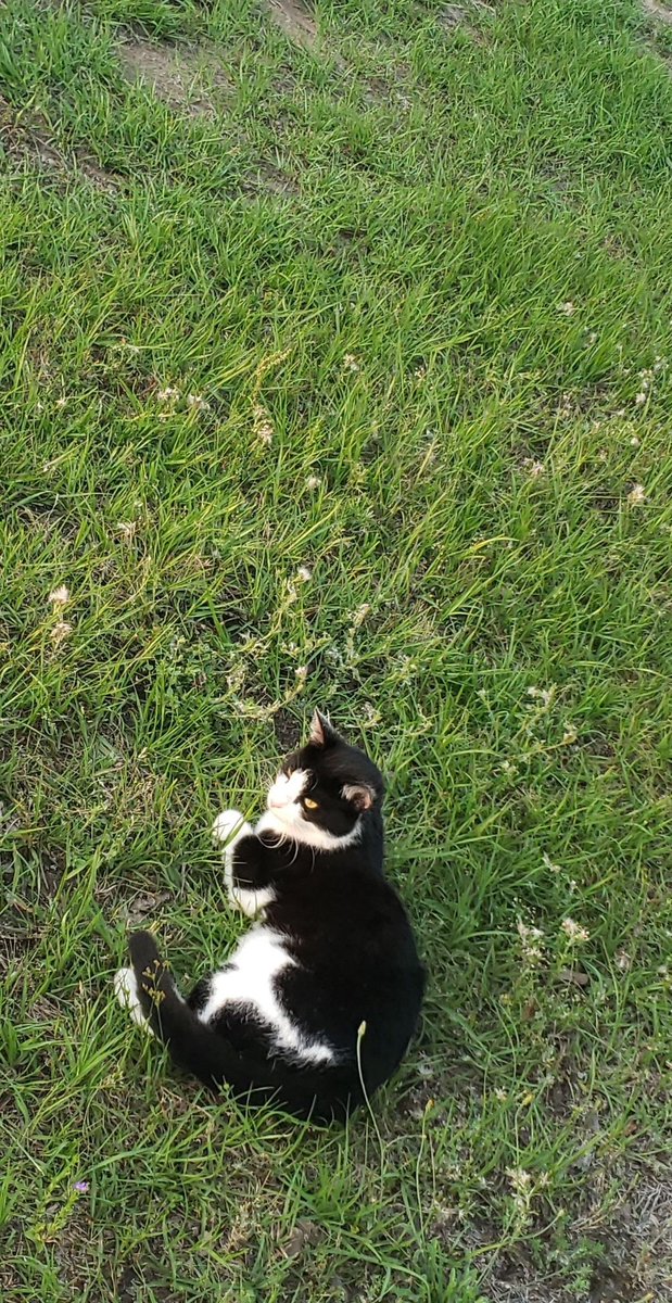 xoxoilysb's tweet photo. — @ Butterfly3ff3c1 ( TB )

Meow Guide and Rabbit Tourist 🍀 https://t.co/saSpS7Wa6Z