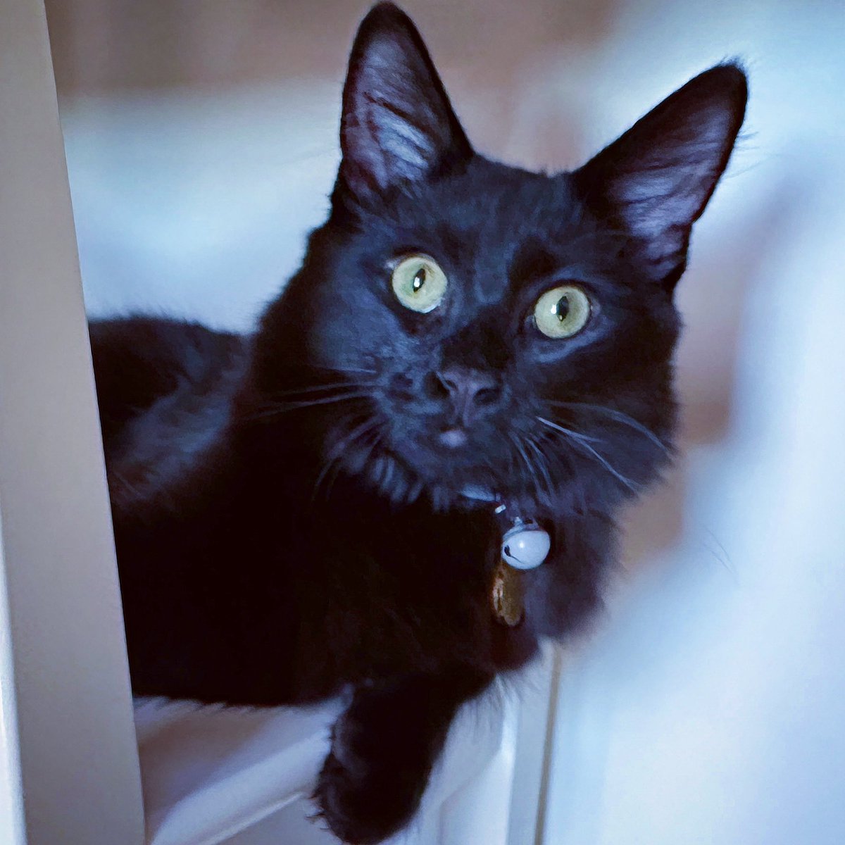 Are we there yet? 😹🐾

#WednesdayMotivation #WhiskersWednesday #cats #CatsOfTwitter #AdoptDontShop #CatsOnTwitter