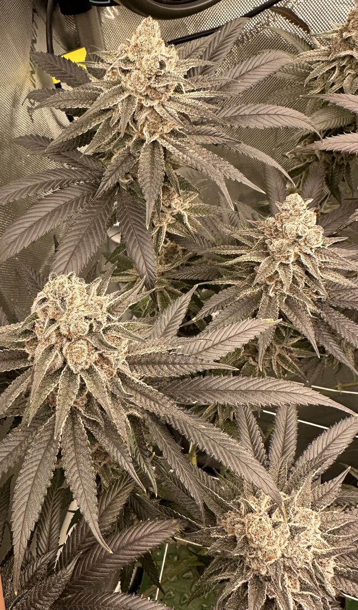 SolfireGardens's tweet photo. Discord Member Forbidden Growers beautiful FX3 plant 👌🏽🍓🔥
#SolfireGardens #SolfireDiscord #Banger #FX3 #CommunityGrown
https://t.co/n9SlWjC8bY
👾 https://t.co/NToec14evl https://t.co/VdqQsHadtB