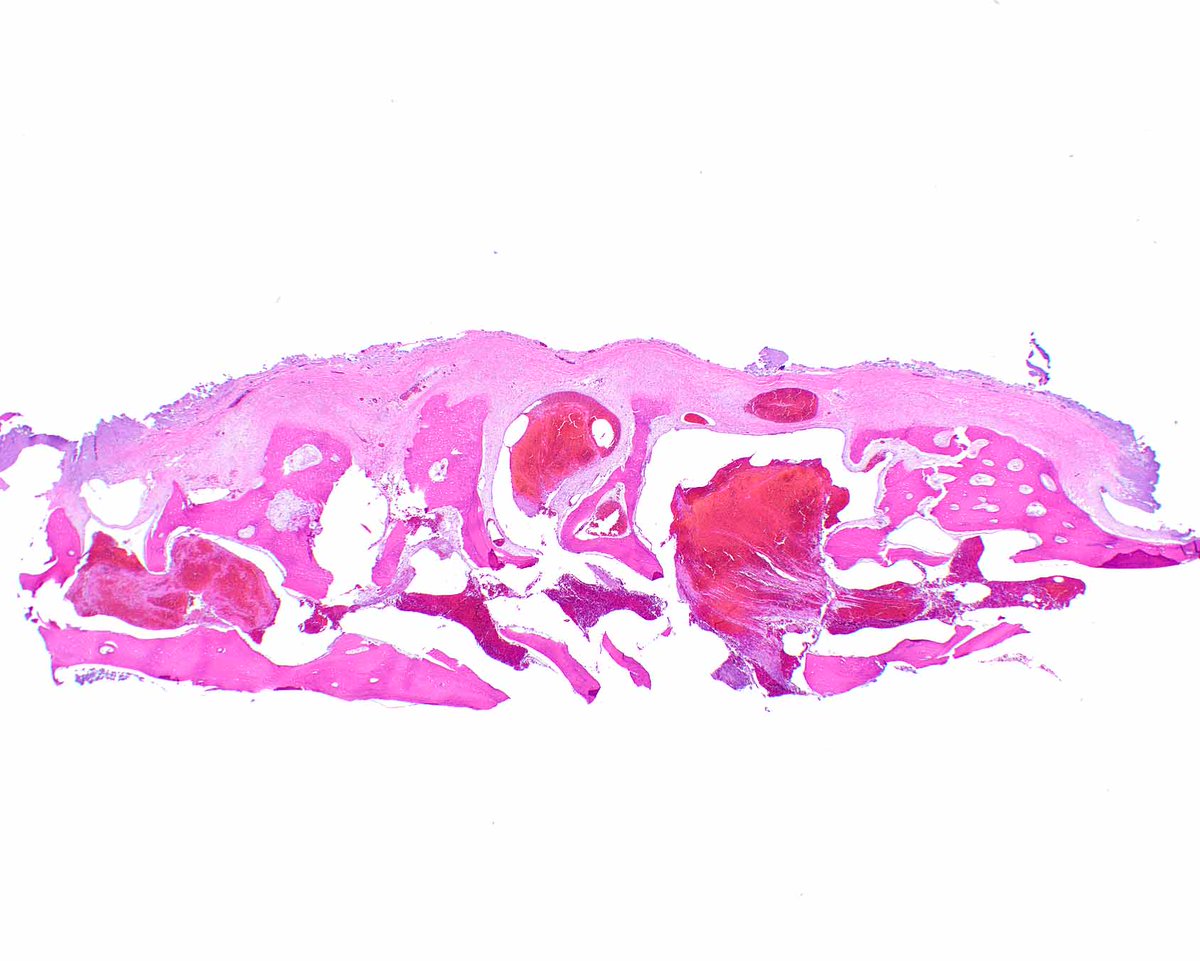 Elizabeth Montgomery, MD tweet media