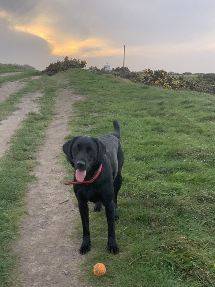 laurelbirder02's tweet photo. @BestinDogs I certainly do - here is my beautiful Bertie ❤️🐾 https://t.co/PhbqnYVJaM