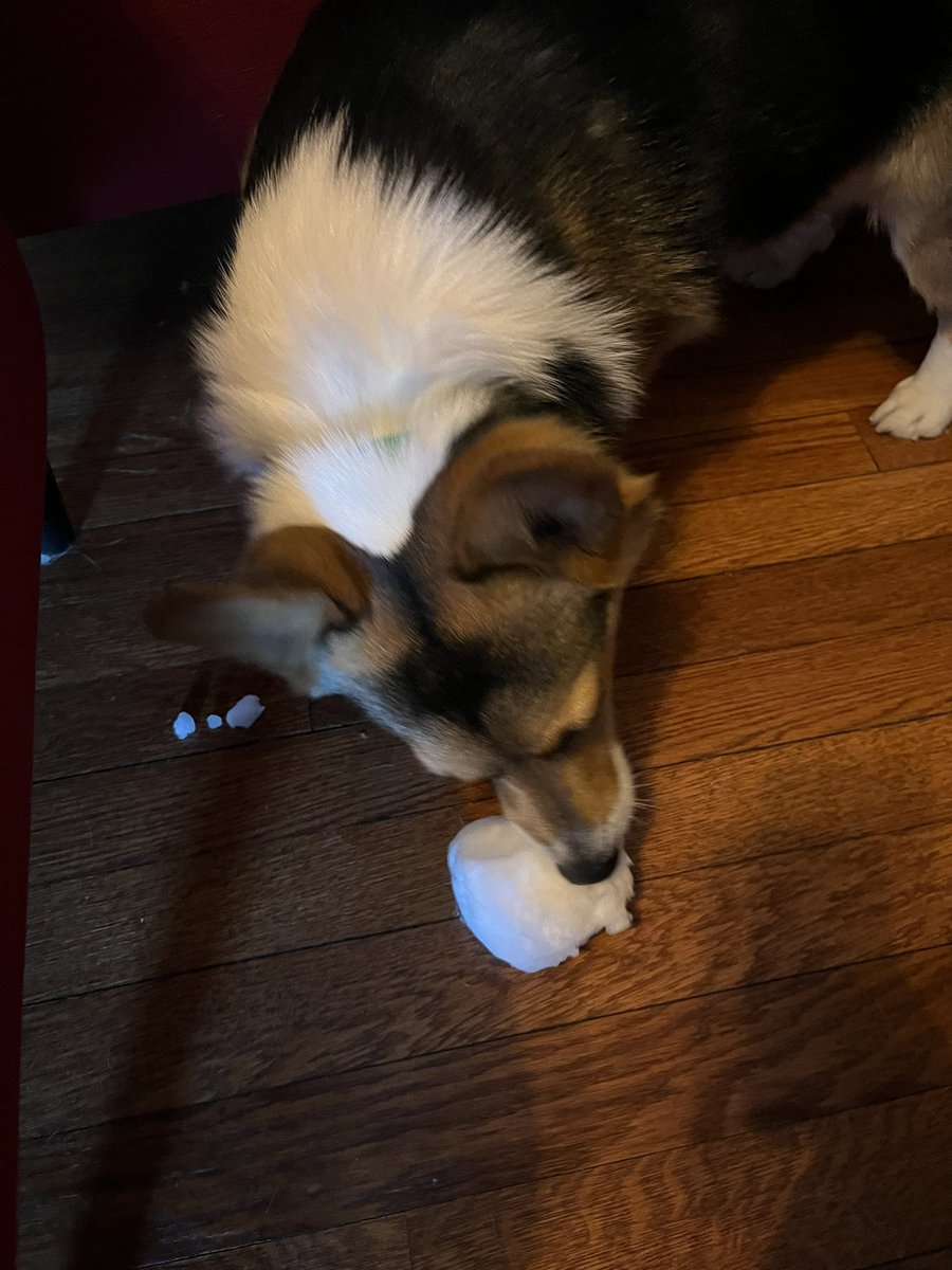 Snow day with Rorschach. He wasn’t a fan of it outside in the cold so I brought some inside for him to enjoy. ❄️🐶💚