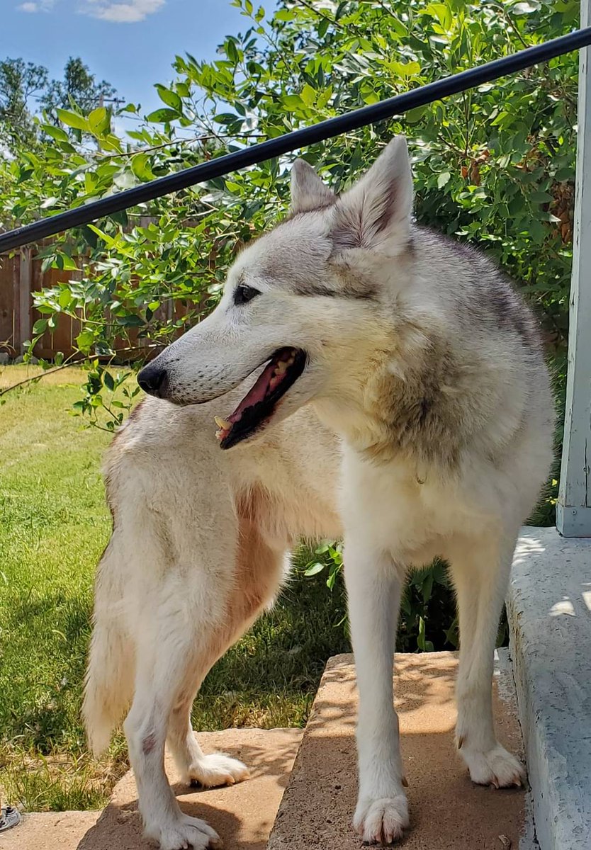 MedevacArt's tweet image. Bit of a longshot here but if anyone in the Texas area is looking for an elderly husky or knows of anywhere that might take him I'm trying to find a home for my recently deceased grandma's dog