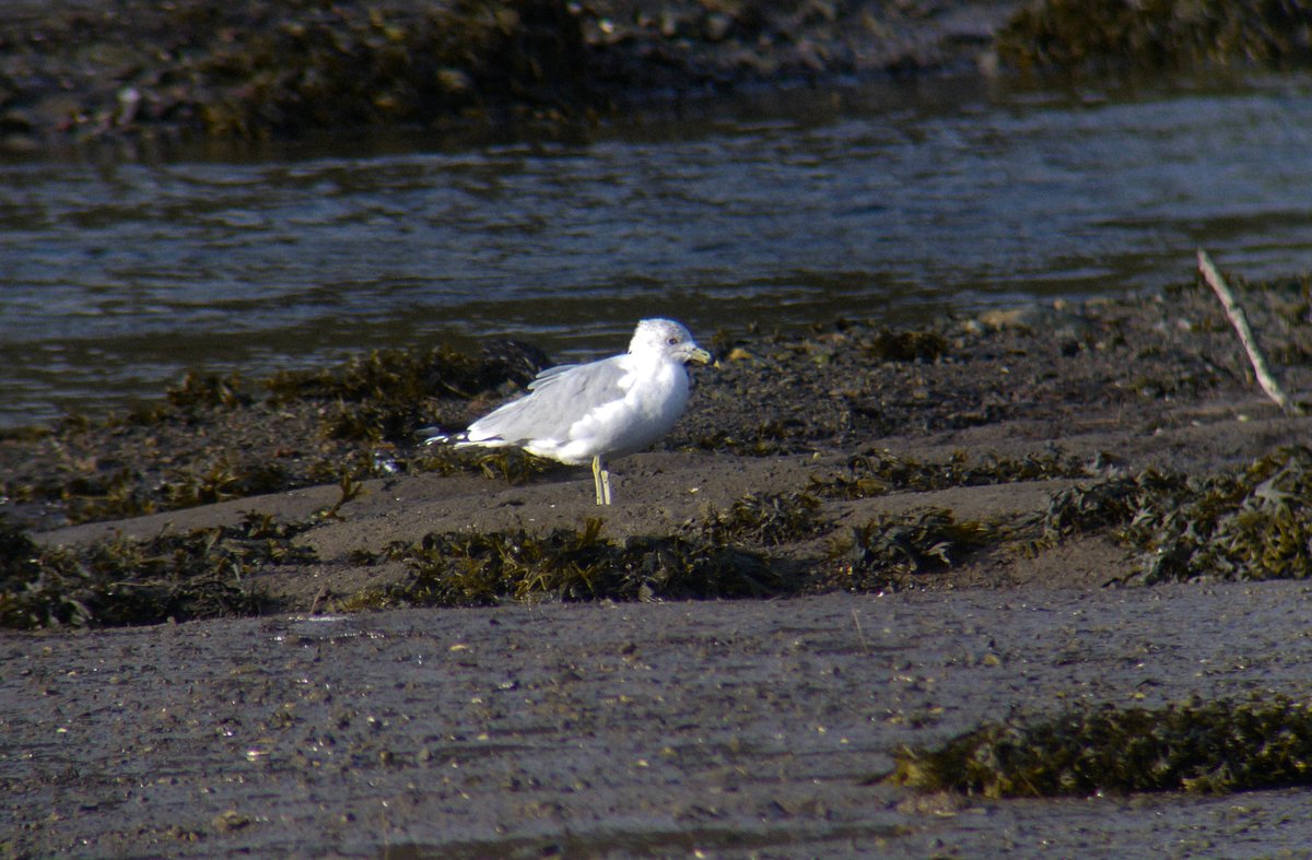 Michael Mitchell tweet media