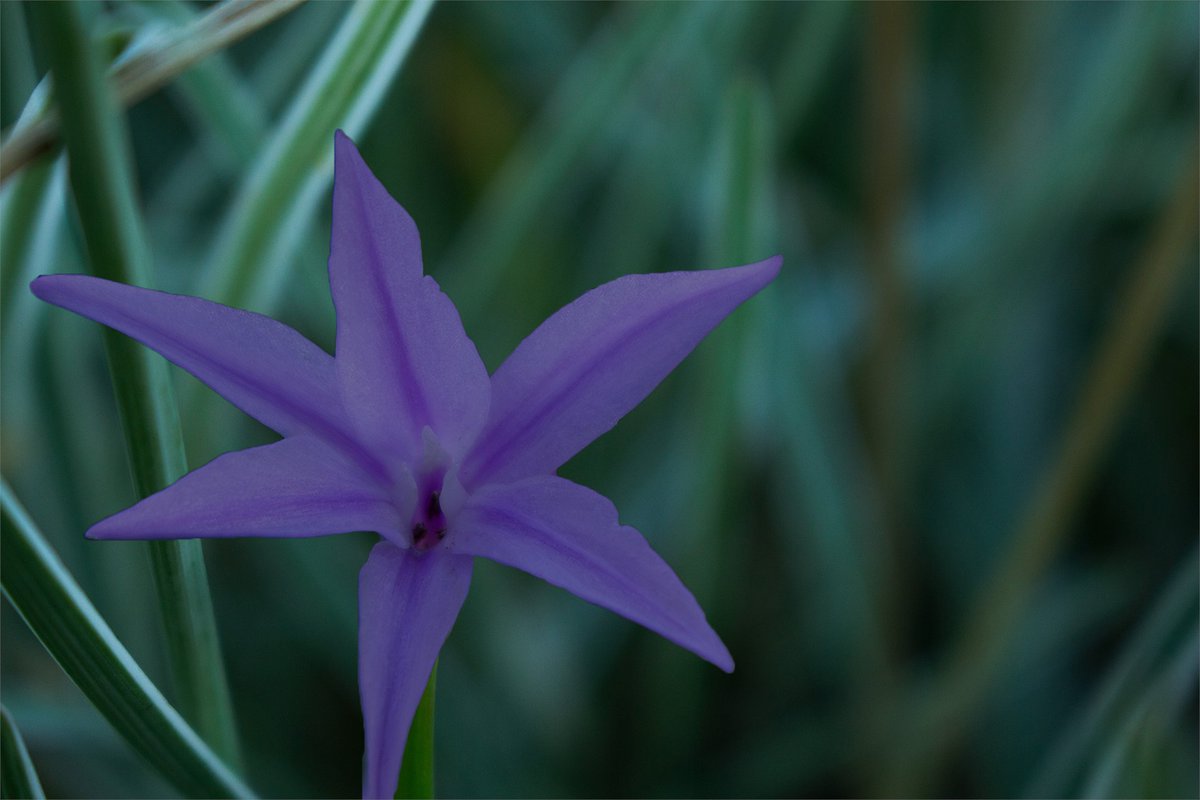 Dethpixl's tweet photo. Purple Flower bud opening. from camera to video haibrid
photography > photoshop >klingai
#photography  #photoshop  #KlingAI  #AIart  #art #haibrid #Flowers https://t.co/0AiLFp5ivH