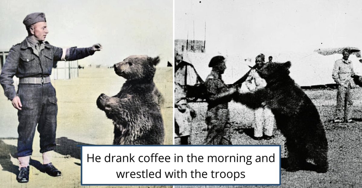 holland_tom's tweet photo. Today on @theresthistory, a story close to my heart, &amp; a coda to our recent series on the invasion of Poland: WOJTEK, THE BEAR WHO BEAT THE NAZIS.

The moving &amp; extraordinary story of a bear cub who grew up to fight with the Polish army at Monte Cassino.

https://t.co/UUiTlhO9c1 https://t.co/HMXdnBdTz4