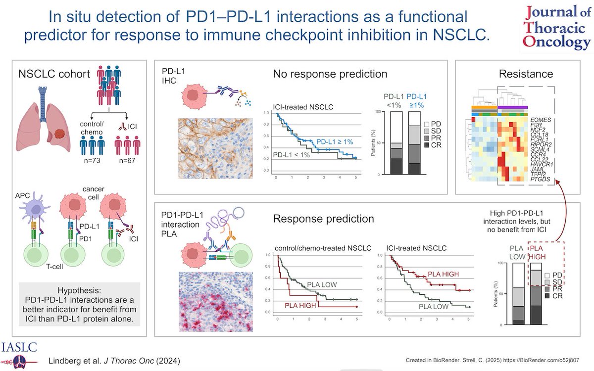 JTO & JTO CRR (@jtoonline) on Twitter photo This study proposes a diagnostic shift from static biomarker quantification in pts w/#NSCLC to assessing active immune pathways in order to provide more precise ICI treatment. Ultimately, the results implicate a need for combination diagnostics & therapies.bit.ly/4gnC1VT This study proposes a diagnostic shift from static biomarker quantification in pts w/#NSCLC to assessing active immune pathways in order to provide more precise ICI treatment. Ultimately, the results implicate a need for combination diagnostics & therapies.bit.ly/4gnC1VT