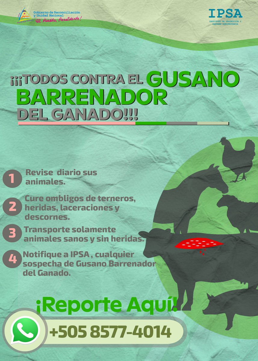 ➡️Seguí las siguientes indicaciones para prevenir el.#Gusano  Barrenador del Ganado. 🐴🐮🐷🐓🪱🪰

Recuerda que puedes reporta tu casos a nuestro número de WhatsApp +505 8577 4014  

#todosjuntoscontraelgusanobarrenadordelganado