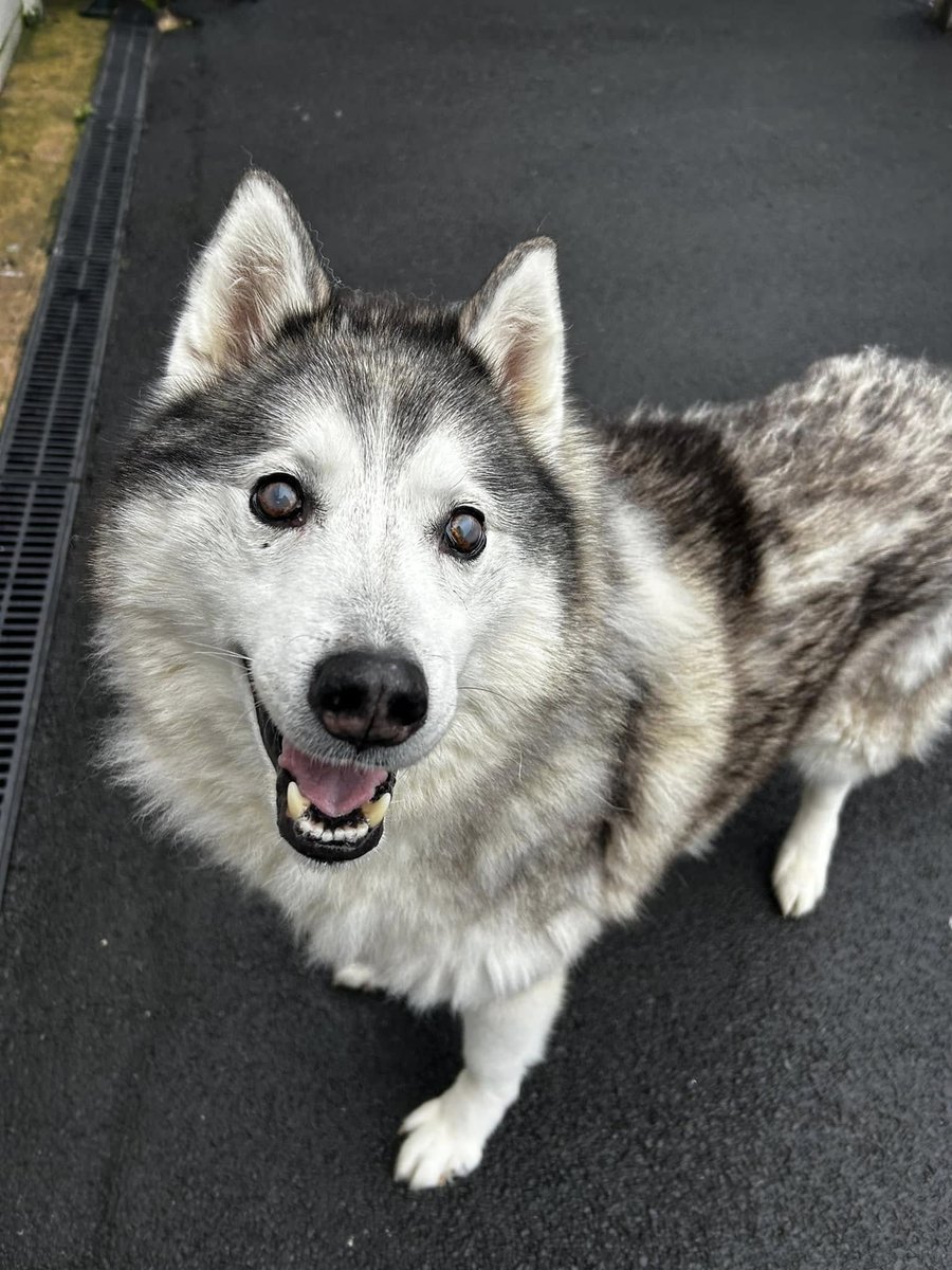 Animal Adoptions UK 🐕‍🦺🐈🐎❤️ tweet media