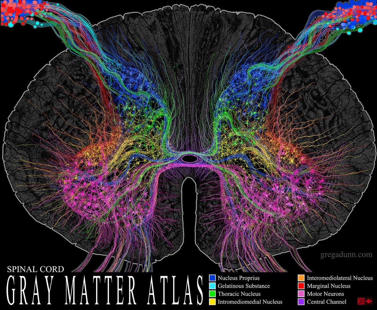 GDunnArt's tweet image. An atlas of the gray matter of the spinal cord. Let me know in the comments if you&apos;d be interested in a release of this image as an instructional poster.
Availalbe as a microetched print here:
shorturl.at/Mqk4t

#spinalcord #spine #chiropractic #physicaltherapy #sciart