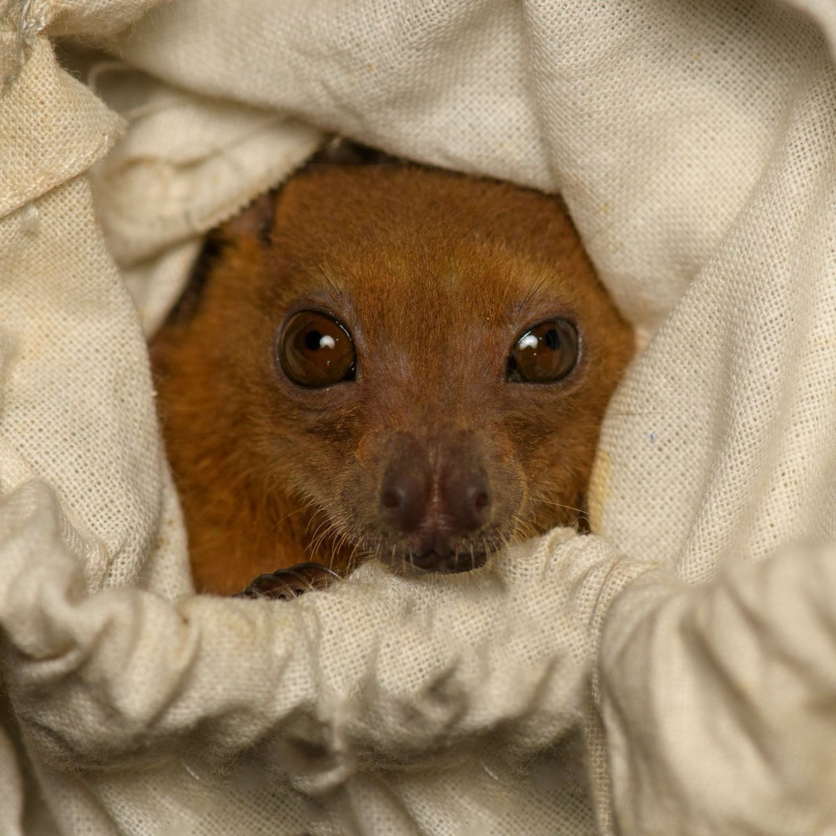 Bat Conservation International tweet media
