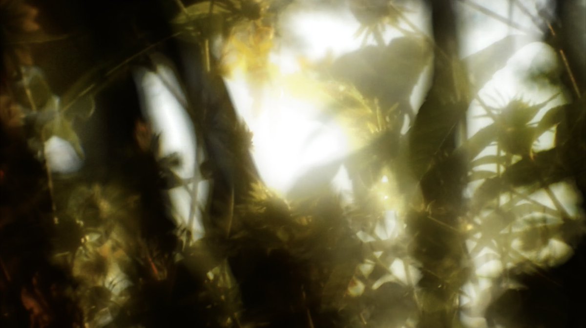 My very short little Safekeeping (2020) is screening this Sunday in BK as part of a fundraiser for LA fires 
ditcherseddy.com/tickets/p/los-…