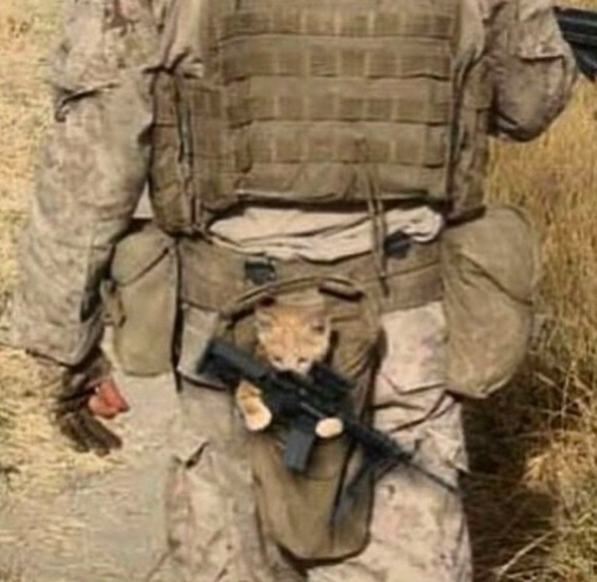 war cat