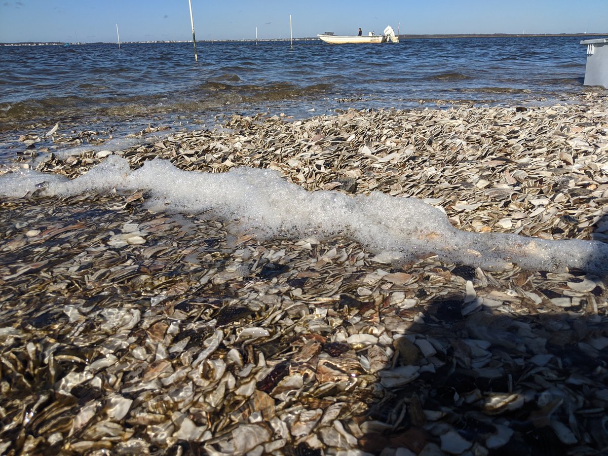 Now hiring seasonal hourly workers to join my lab. Apply below if you want experience in shellfish aquaculture and fisheries research, and hands-on marine science.
jobs.rutgers.edu/postings/243250